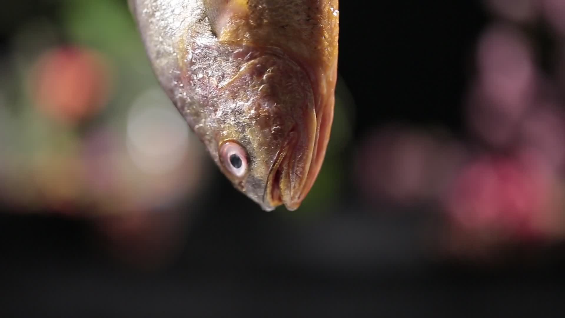 黄鱼黄花鱼视频的预览图