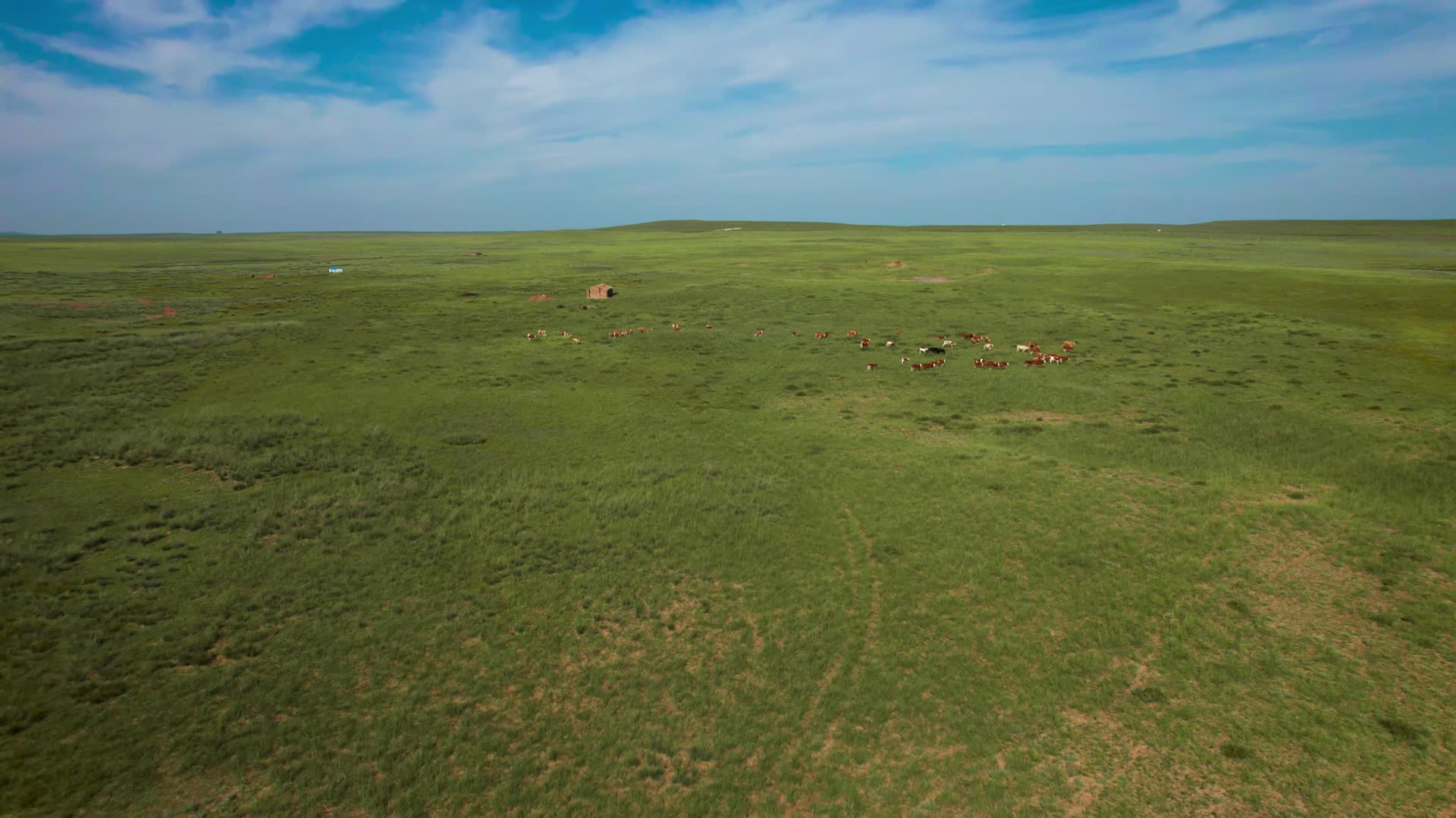 内蒙古草原上缓慢移动的牛群清晨5k超高清航拍视频视频的预览图
