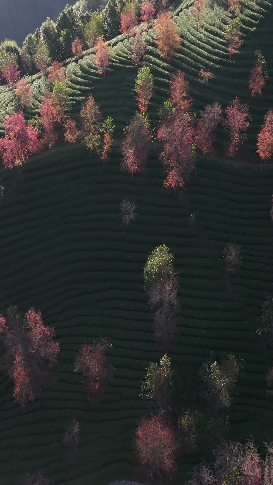 云南大理无量山樱花4k航拍竖拍视频的预览图