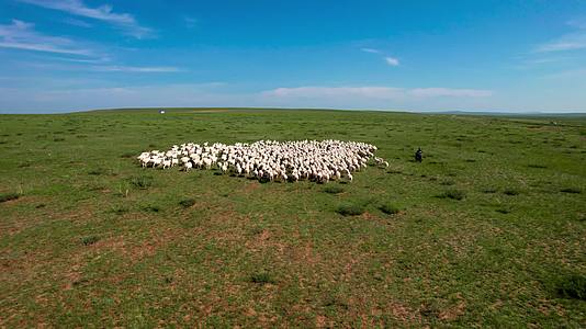 秋天散落在内蒙古草原上的羊群清晨5k超高清航拍视频视频的预览图