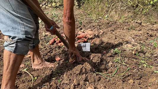 农村挖地瓜4K实拍视频视频的预览图