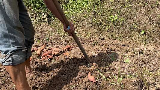 农村挖地瓜4K实拍视频视频的预览图