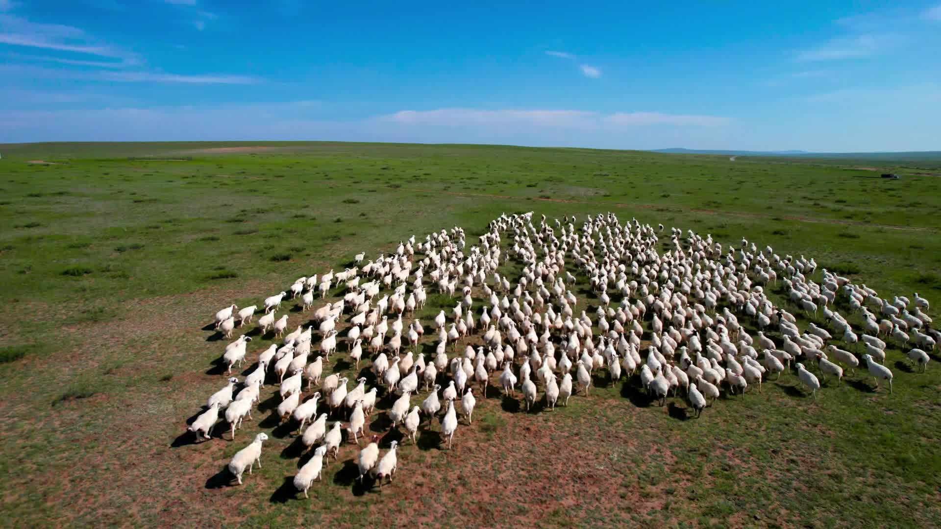 秋天散落在内蒙古草原上的羊群清晨5k超高清航拍视频视频的预览图