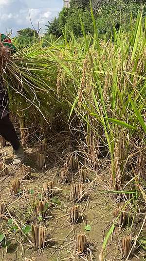 农村手工收水稻4K实拍视频视频的预览图