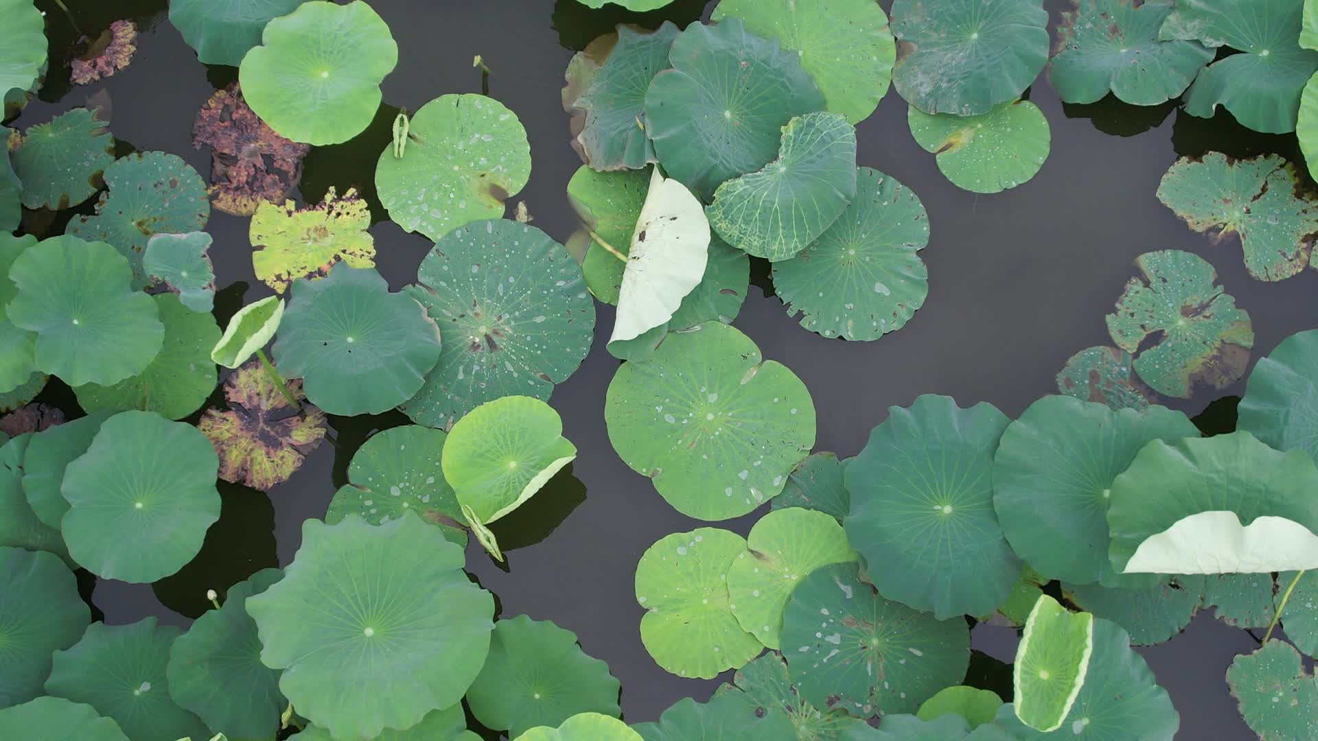 4K航拍自然风景藕塘荷塘荷花视频的预览图