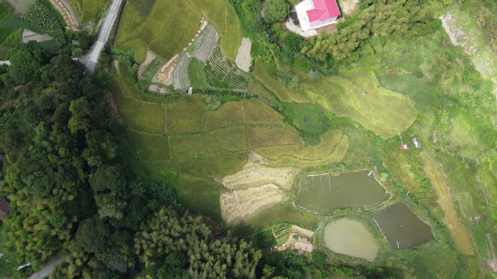 农村手工收水稻4K实拍视频视频的预览图