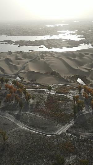 新疆南疆罗布人村寨胡杨林4k航拍竖拍视频的预览图