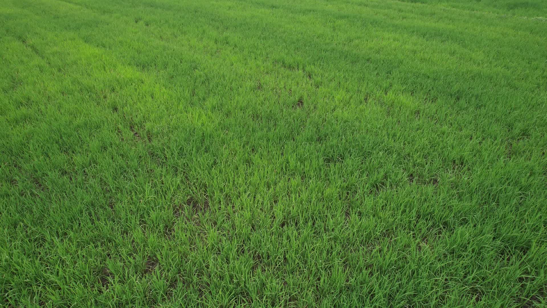 4K航拍秧地农田水稻田视频的预览图