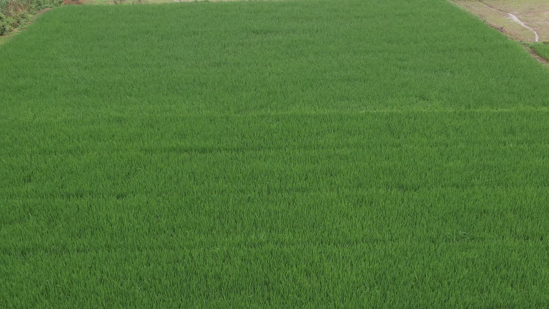 4K航拍农村秧地水稻田视频的预览图