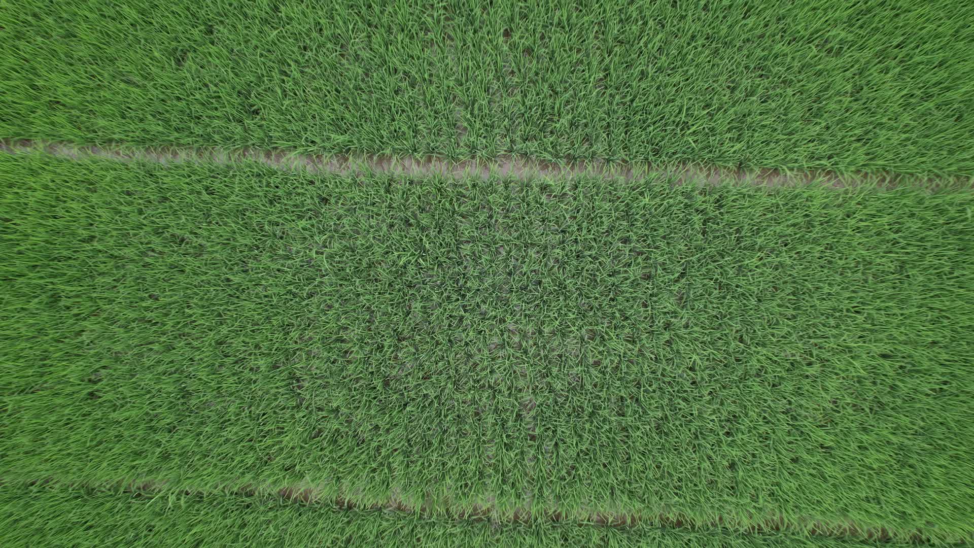 4K航拍秧地农田水稻田视频的预览图