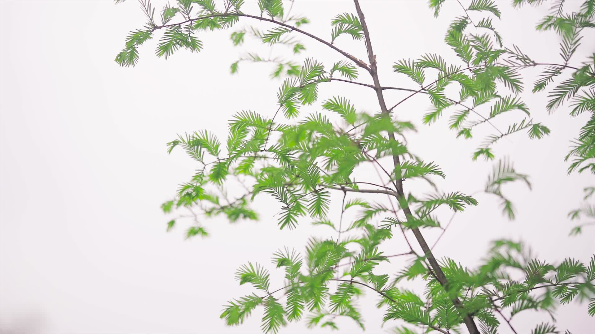 4K实拍春天树木发芽绿色视频的预览图