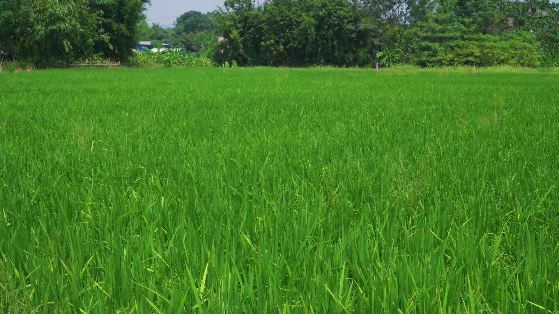 夏天的稻田视频的预览图