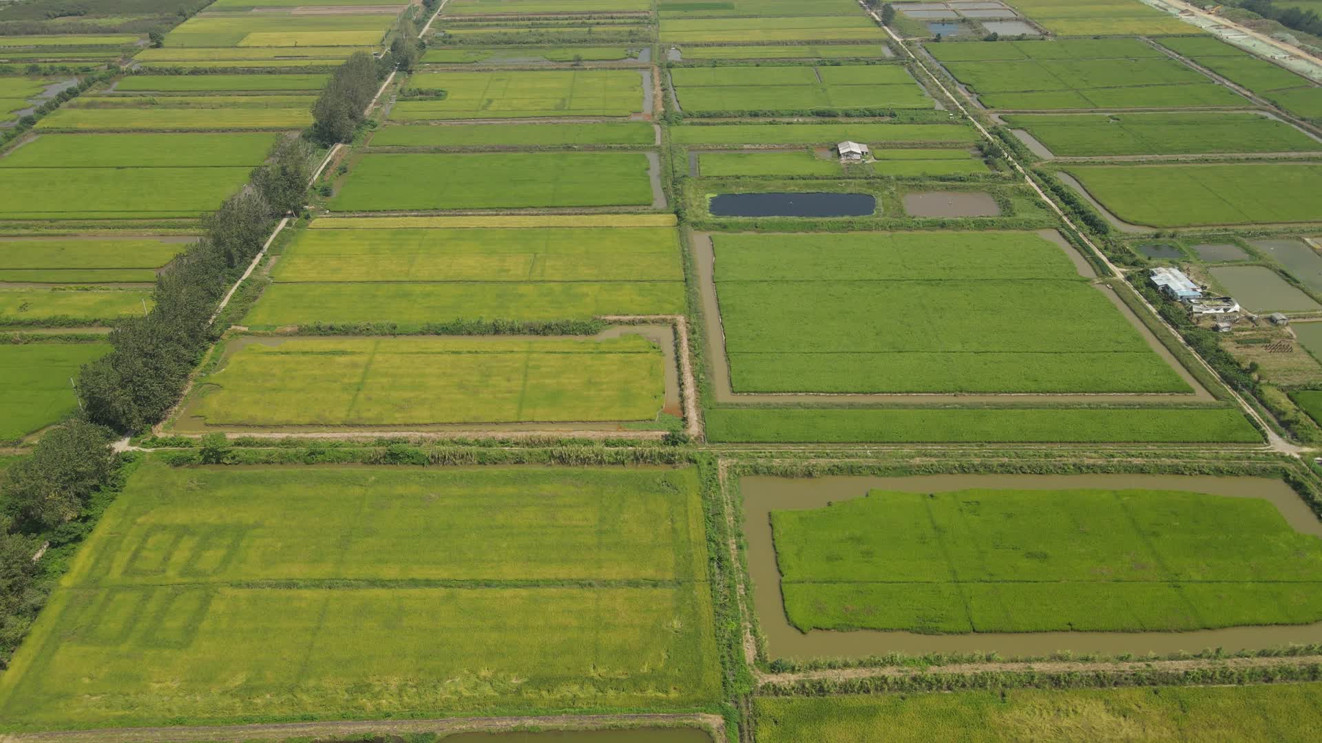 航拍水稻种植基地视频的预览图