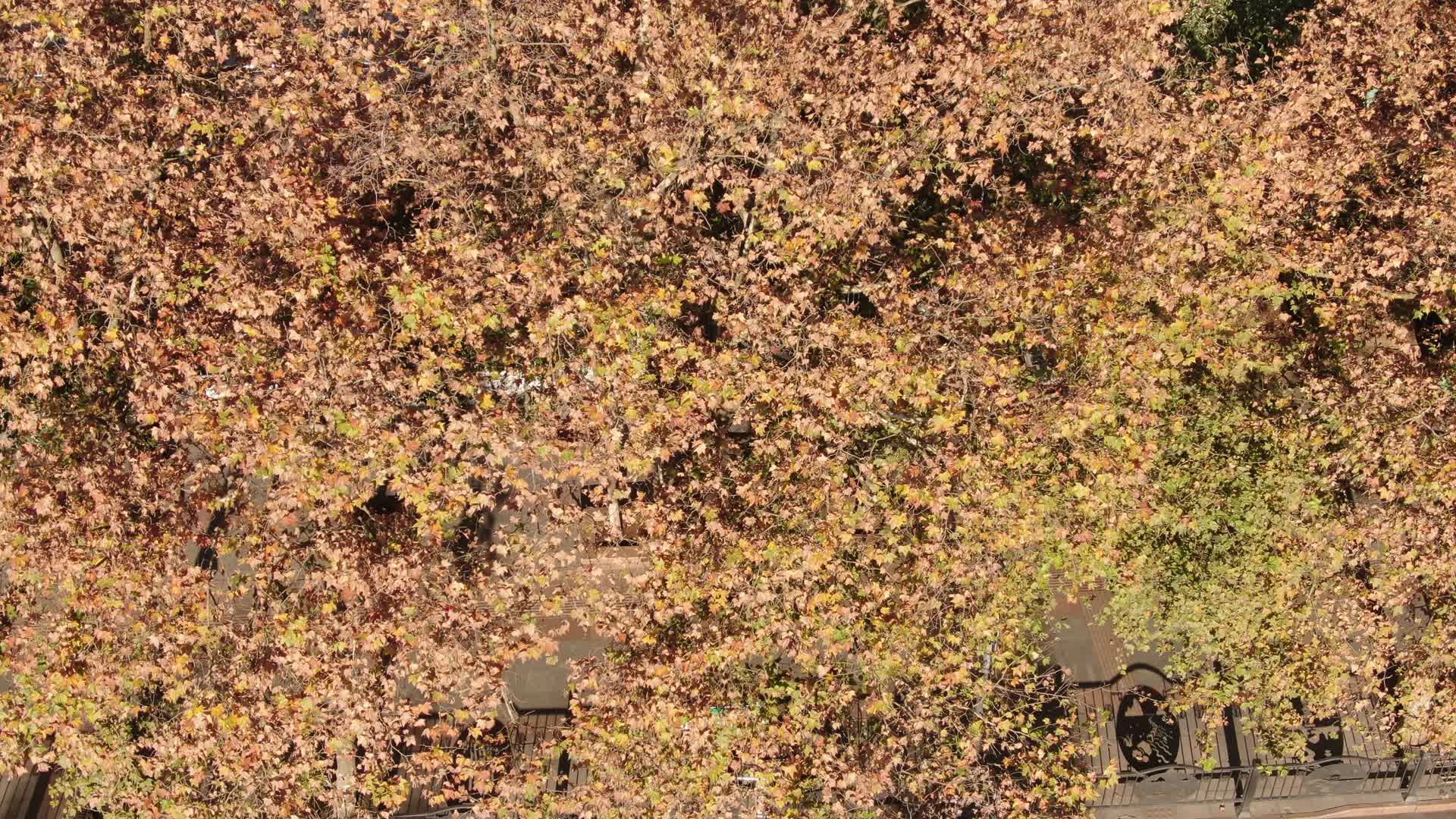 秋天枯黄的枫树树叶航拍视频的预览图