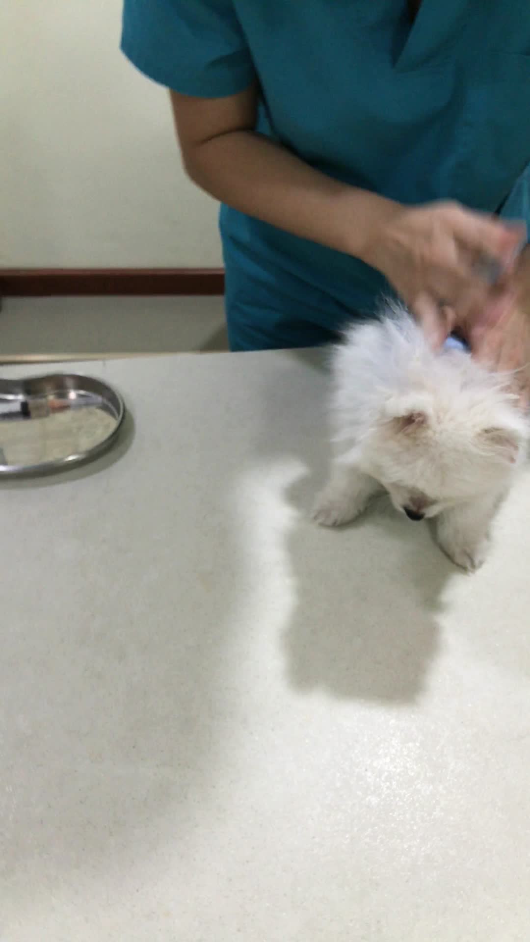 宠物医生在给博美犬做护理视频的预览图