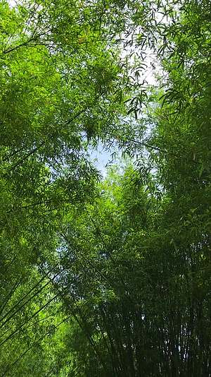 蓝天白云下的竹林视频的预览图
