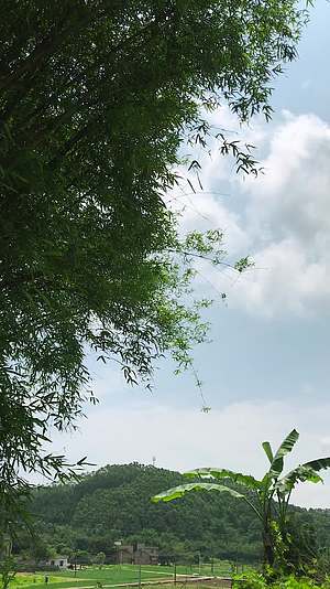 农村农田旁边的的竹林视频的预览图