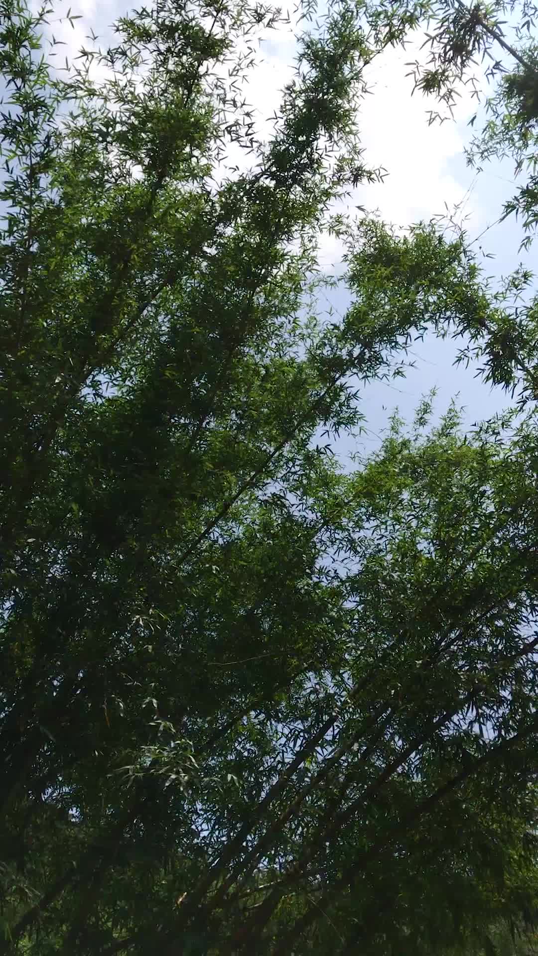 蓝天白云下的竹林视频的预览图