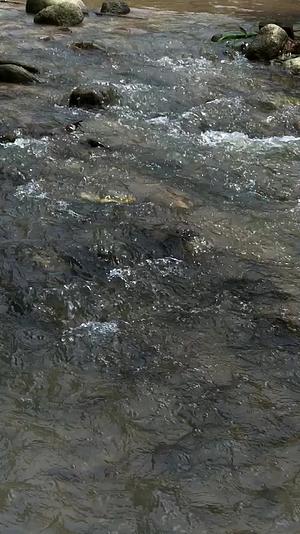 山区的小溪水视频的预览图