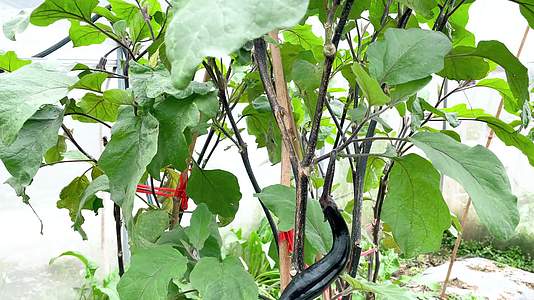绿色有机的大棚种植蔬菜茄子视频的预览图