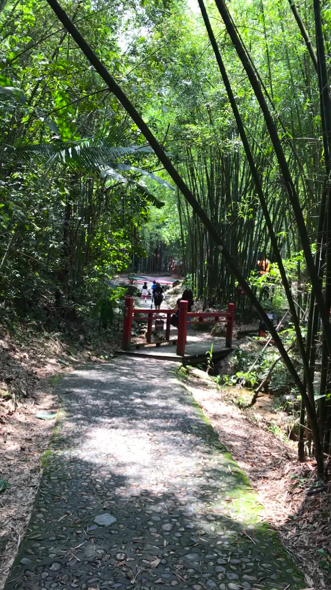 原生态风景区竹林小道视频的预览图
