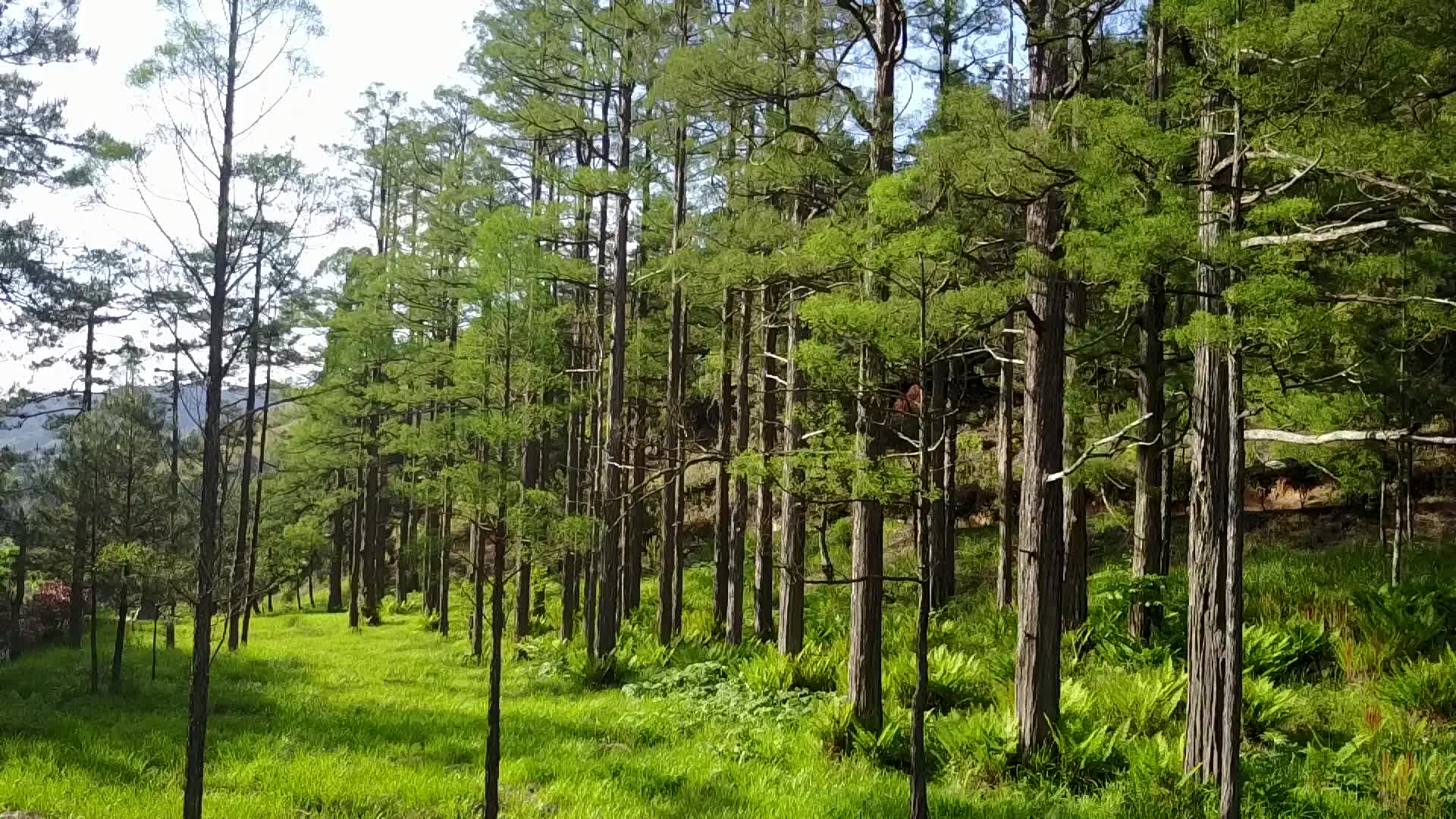 绿色葱葱郁郁树林视频的预览图