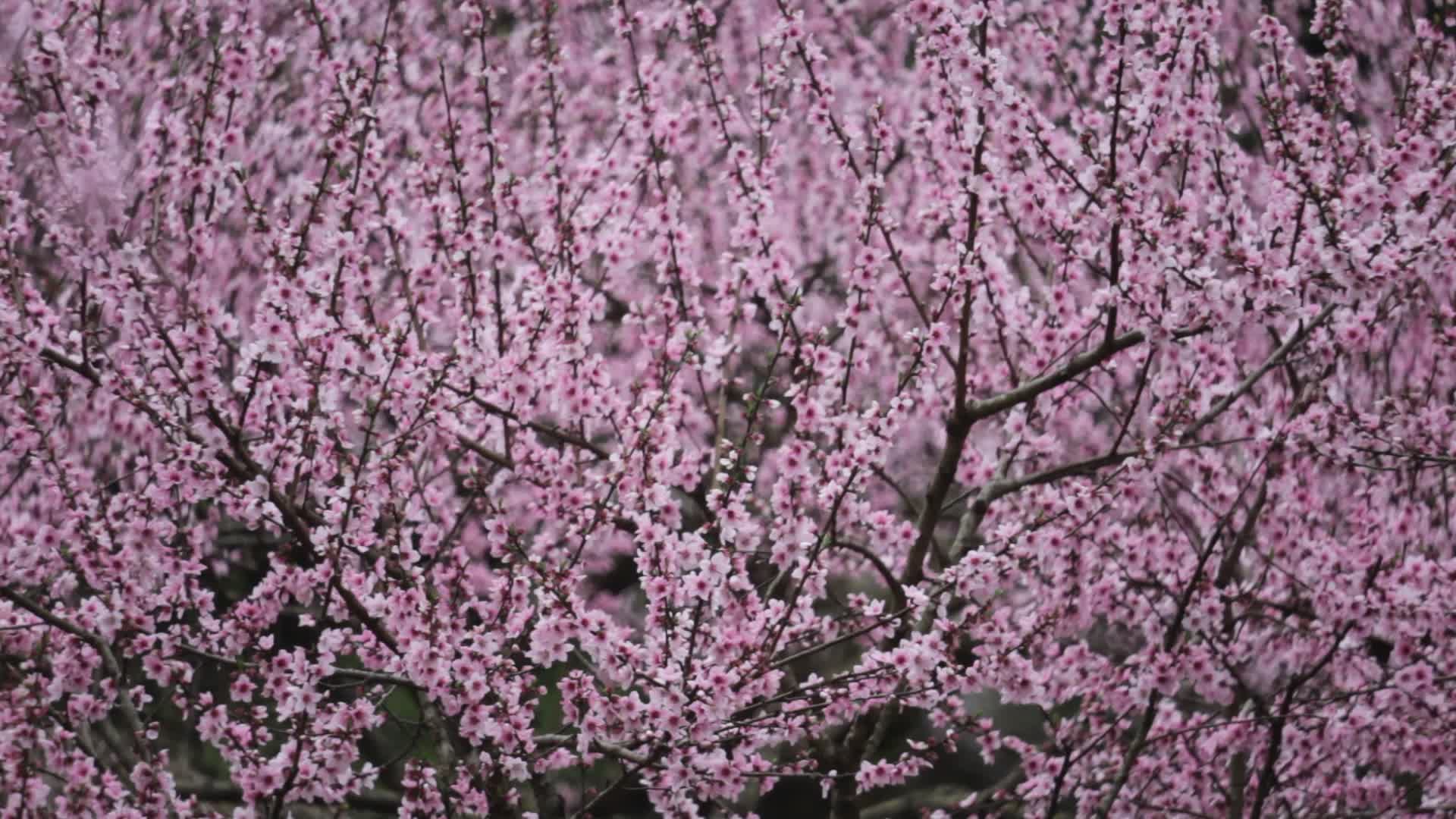 桃花盛开实拍视频的预览图