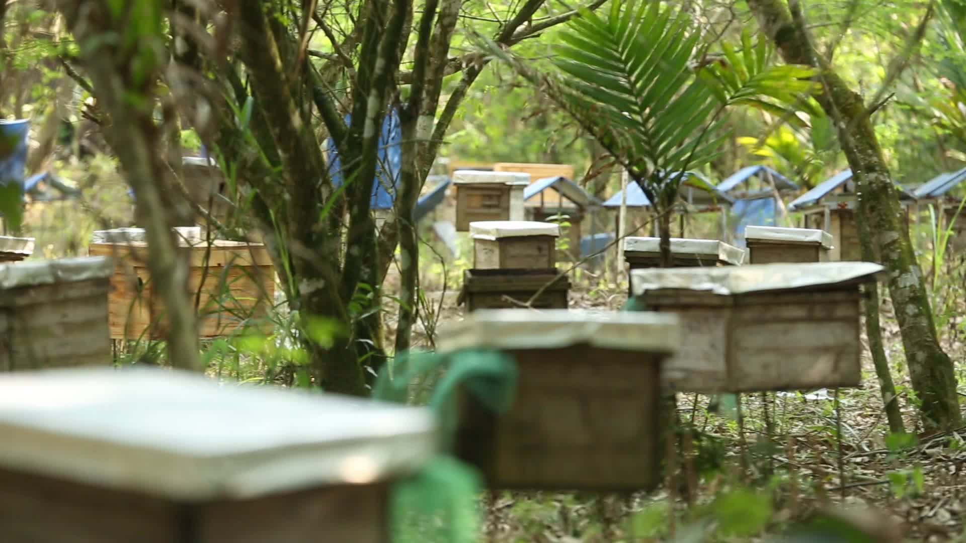 琼中蜂蜜蜂场实拍视频的预览图
