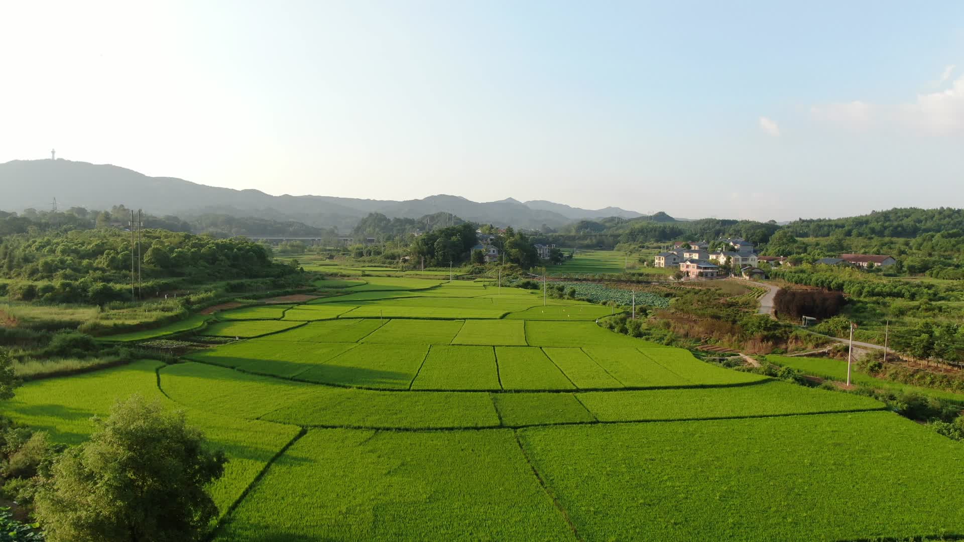 打牌绿色水稻农业种植基地视频的预览图