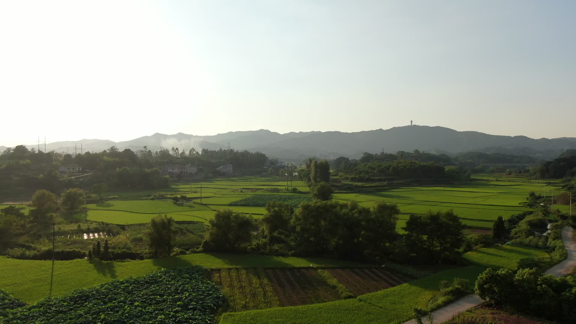 航拍绿色水稻农业种植基地视频的预览图