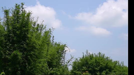 晴天时的竹林视频的预览图