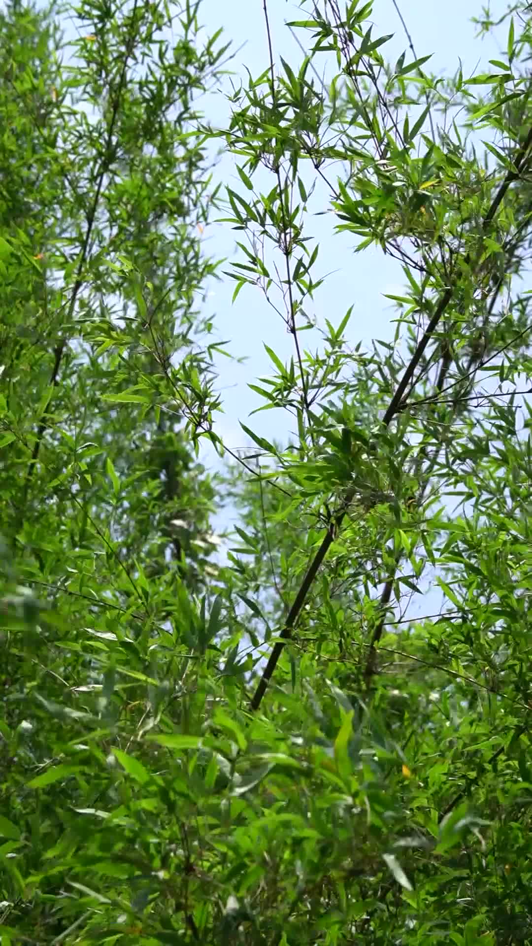 晴天时的竹林视频的预览图