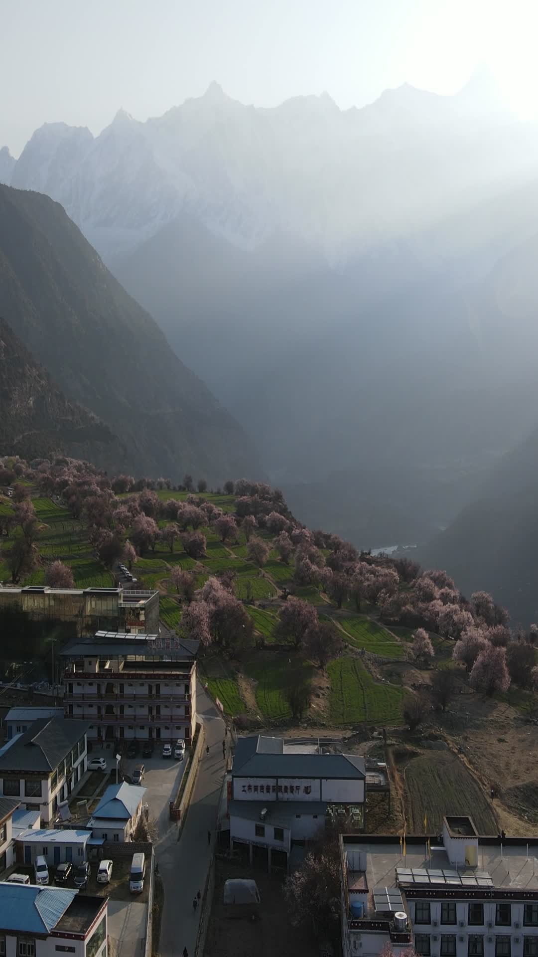 西藏林芝桃花4k自然风光航拍竖拍视频的预览图