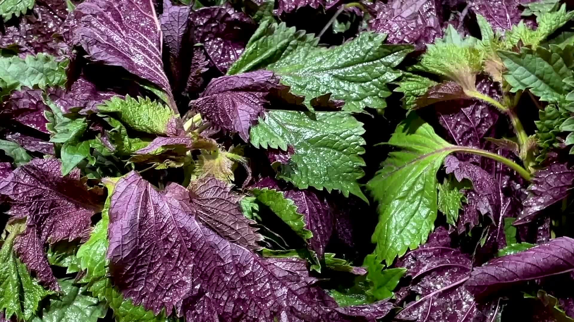 菜市场有机蔬菜紫苏视频的预览图