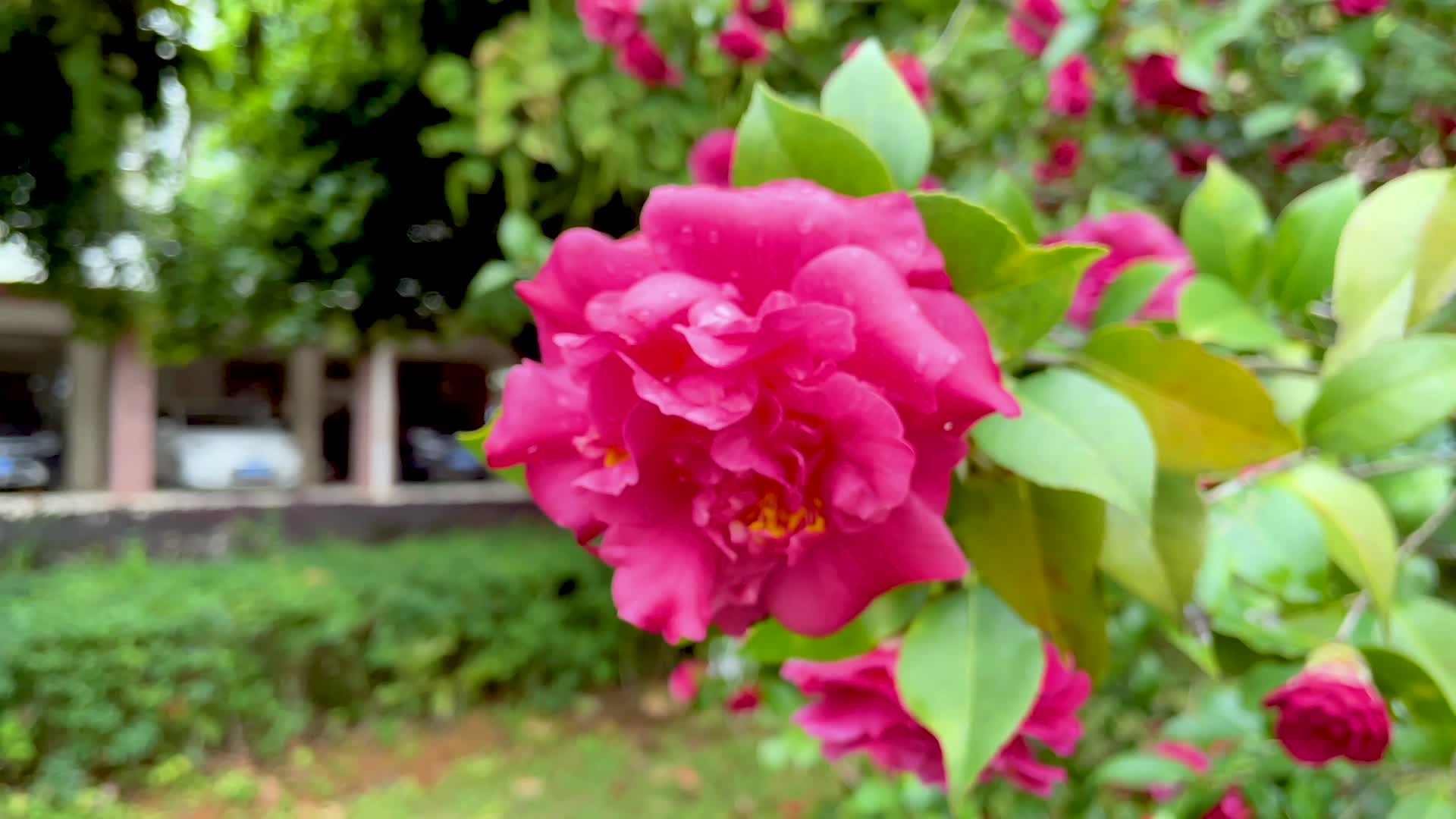 鲜艳灿烂盛开的花朵运镜视频的预览图