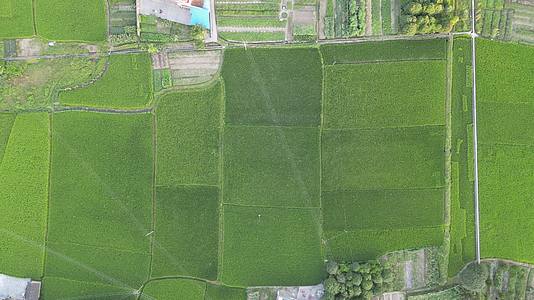 俯拍绿色水稻种植基地视频的预览图
