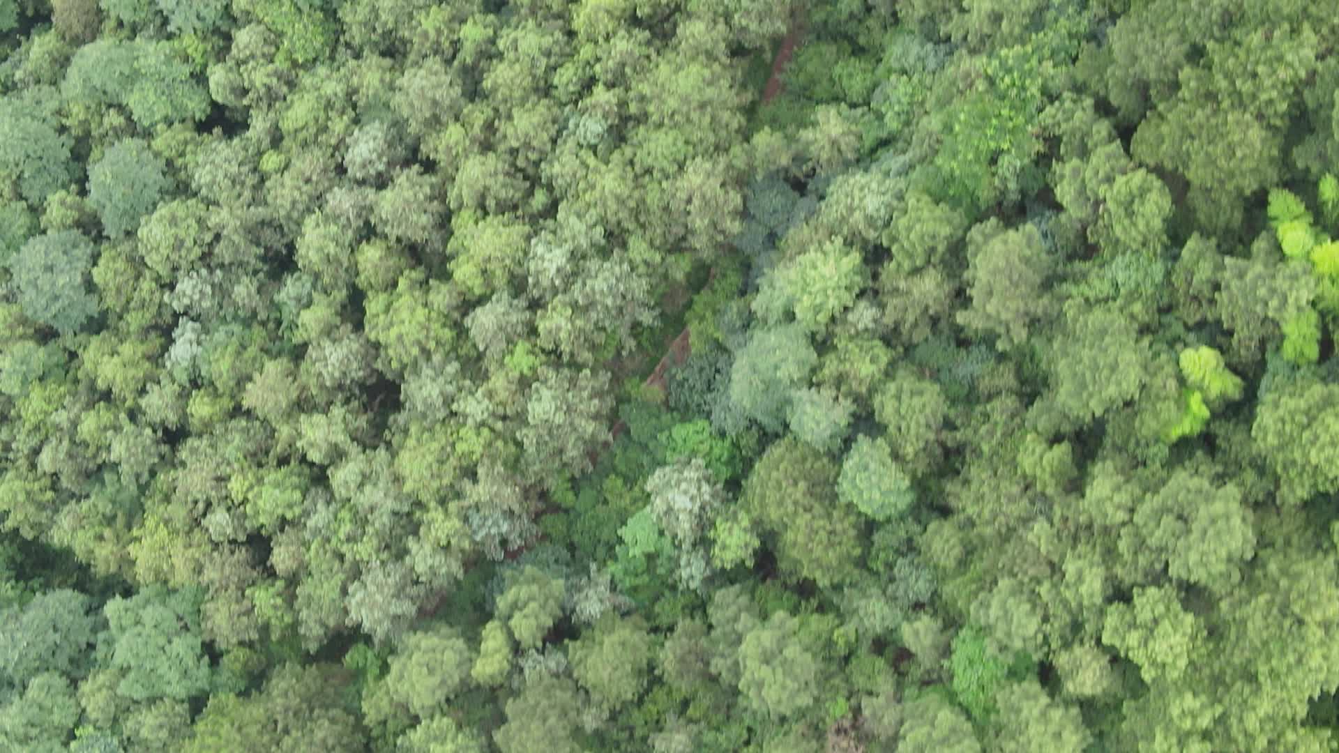 俯拍绿色植物森林视频的预览图