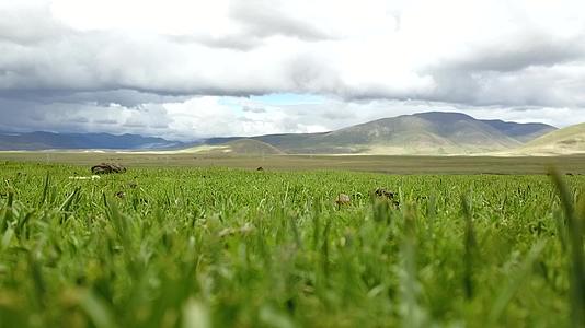 航拍西藏草原风景视频的预览图