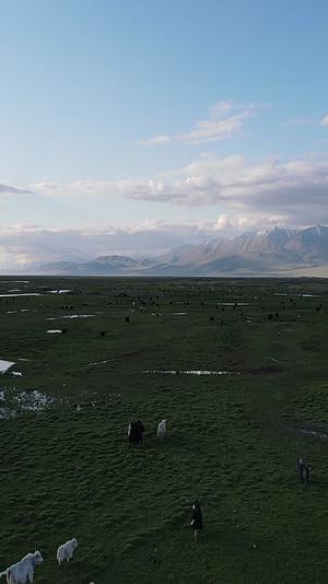 新疆巴音布鲁克自然风光4k航拍竖拍视频的预览图
