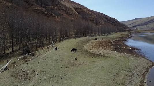 航拍西藏山河视频的预览图
