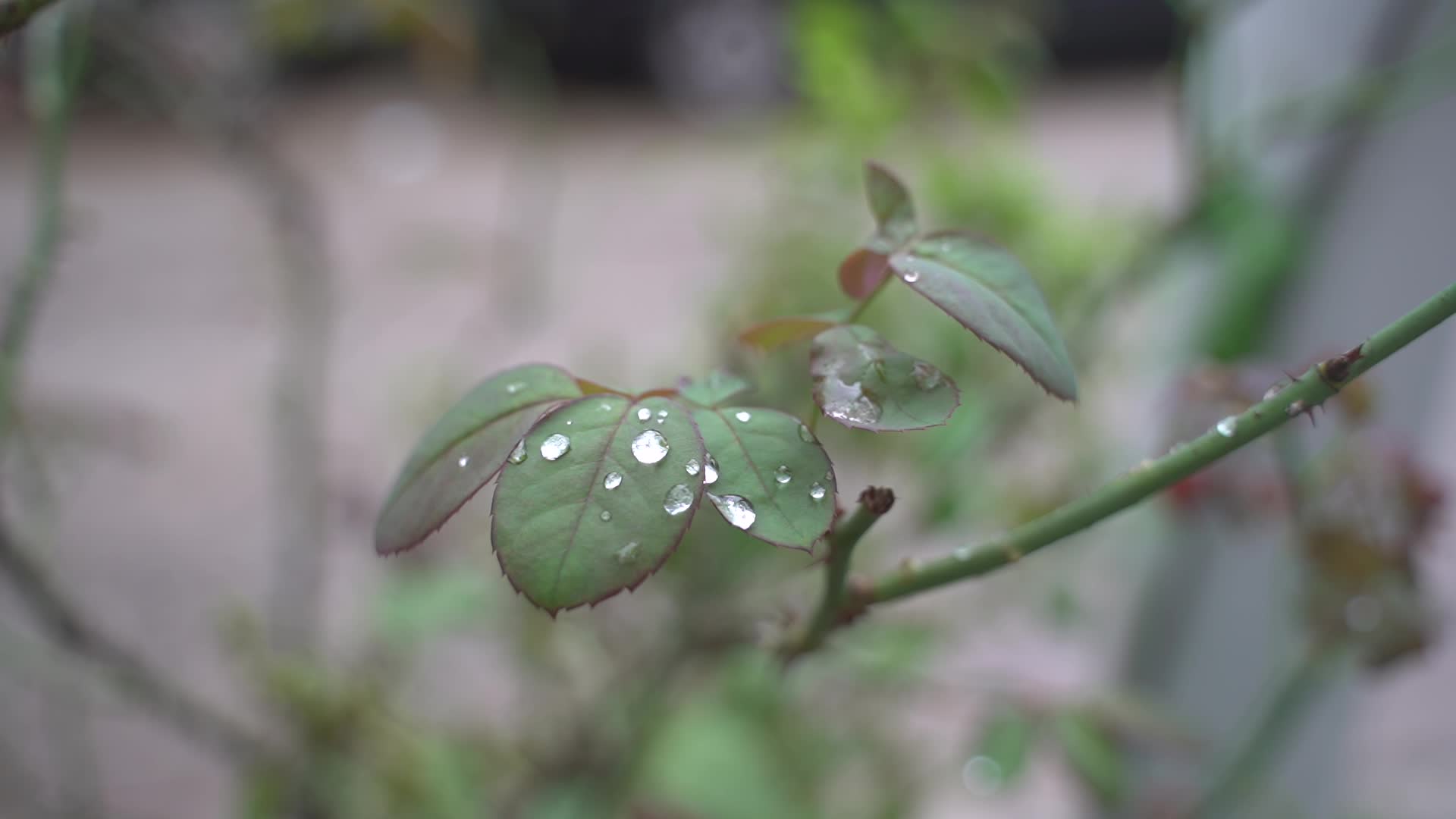 露水雨水叶子视频的预览图