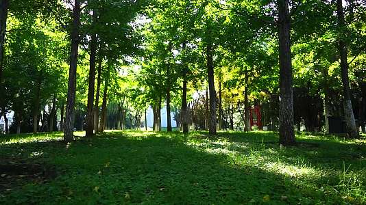早晨的公园抒情秋景绿色环境公园视频的预览图