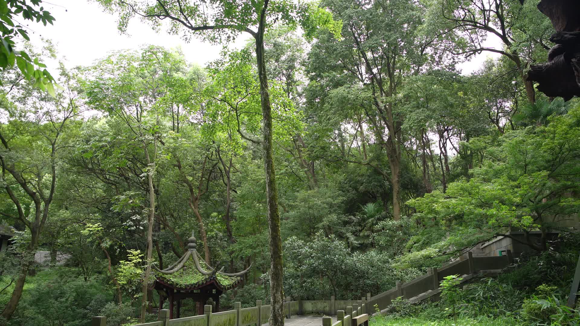 杭州西湖风景区唐樟4K视频视频的预览图