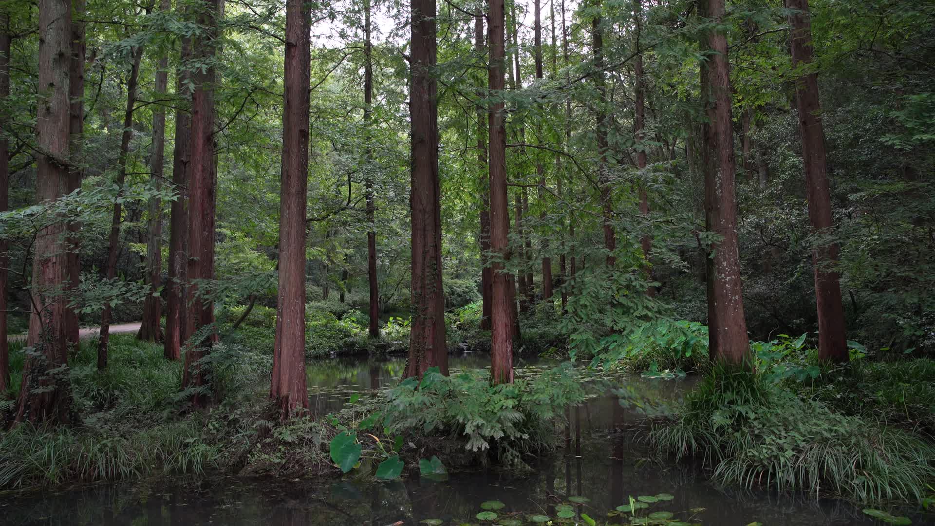 杭州西湖风景区虎跑公园森林氧吧4K视频视频的预览图