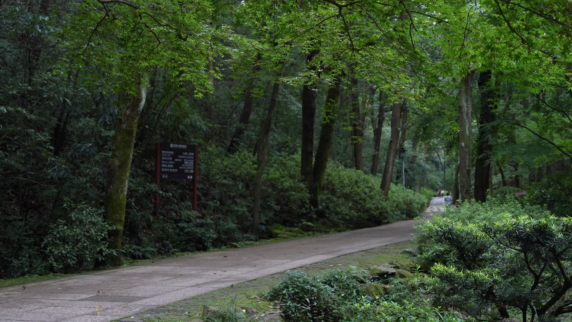 杭州西湖风景区虎跑公园森林氧吧视频视频的预览图