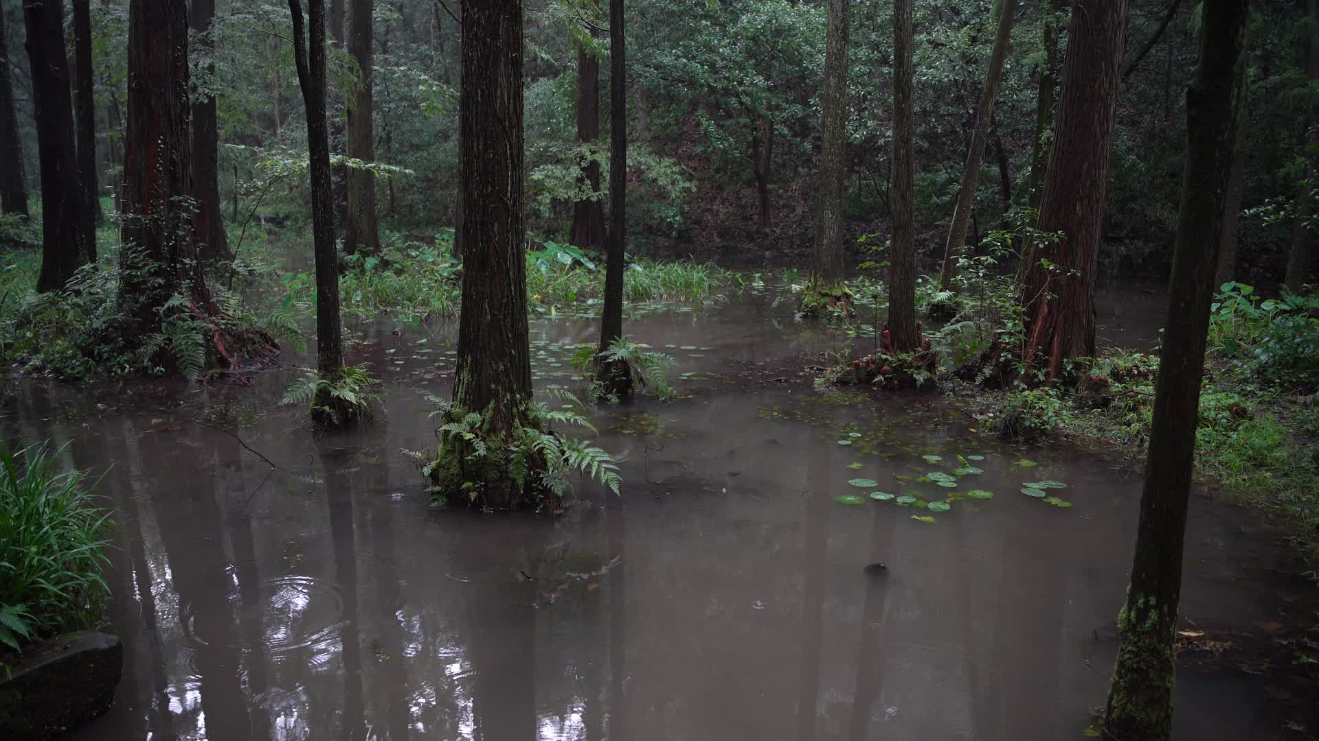 雨季杭州西湖风景区虎跑公园水杉实拍4K视频视频的预览图
