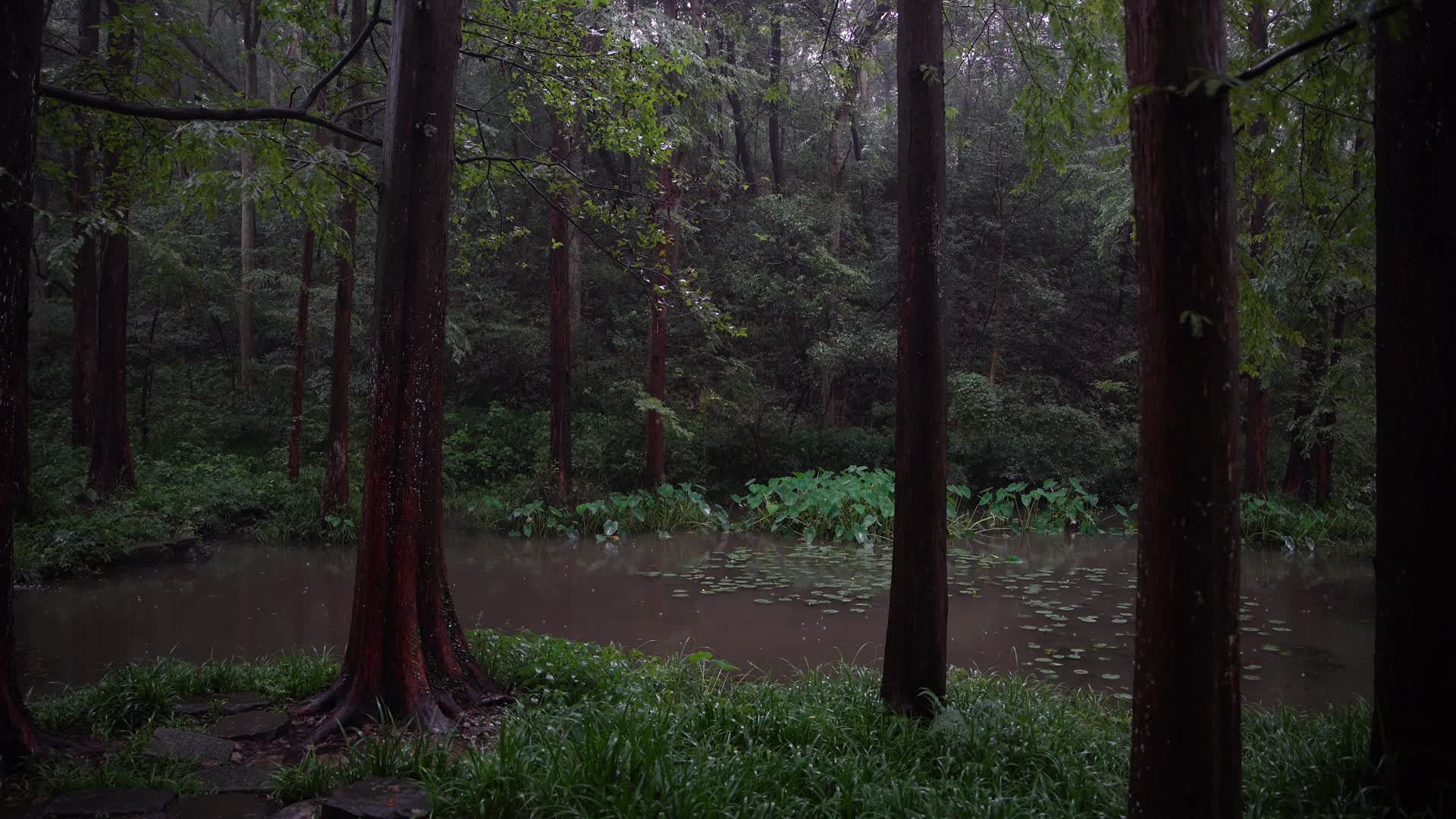 杭州西湖风景区虎跑公园森林氧吧4K视频视频的预览图