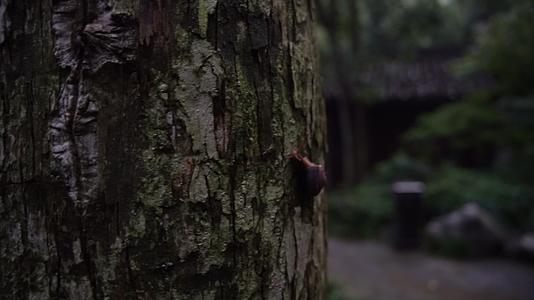 杭州西湖虎跑公园蜗牛爬树4K视频视频的预览图