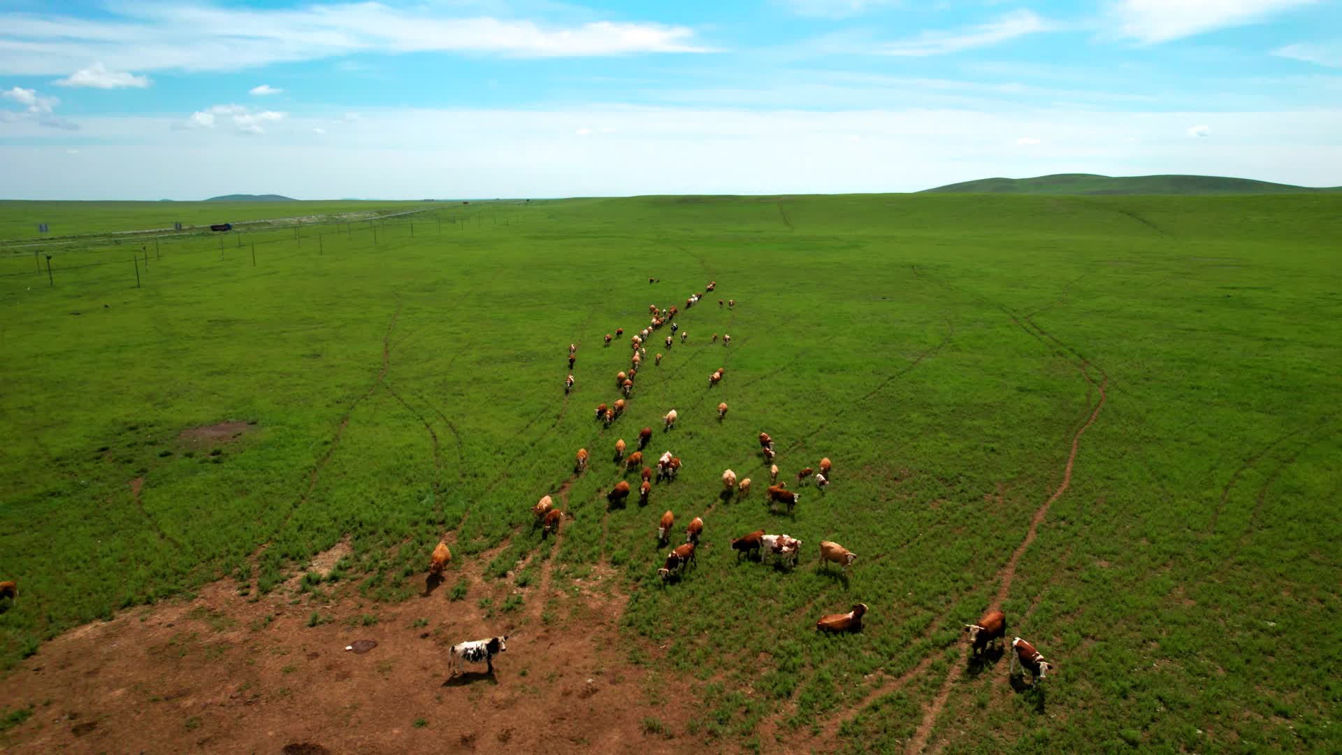千里草原内蒙古锡林郭勒及草原上散落的牛群午后5k航拍视频视频的预览图