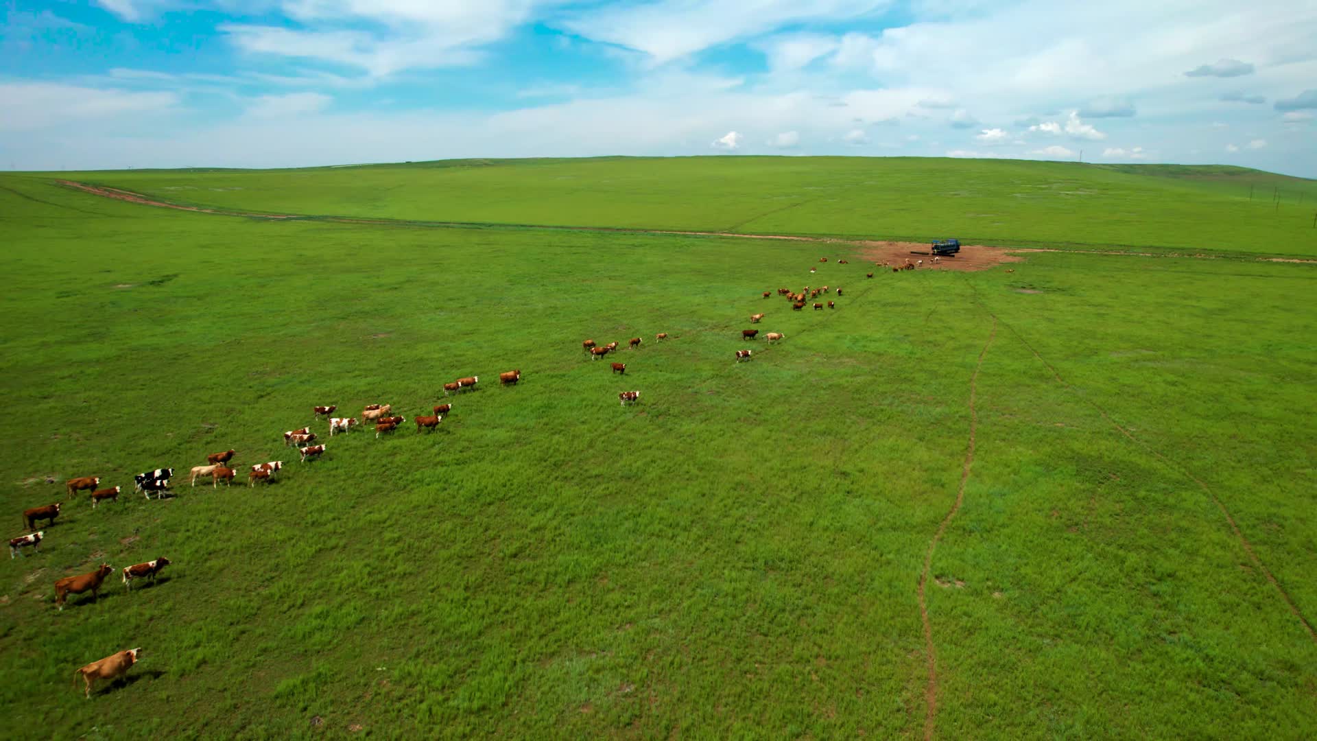 千里草原内蒙古锡林郭勒及草原上散落的牛群午后5k航拍视频视频的预览图